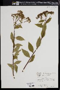 Spiraea japonica image