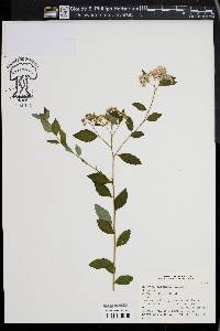 Spiraea japonica image