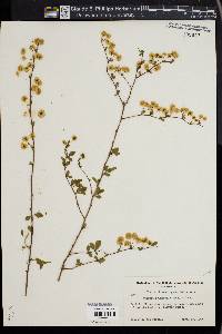 Spiraea prunifolia image