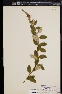 Spiraea tomentosa image