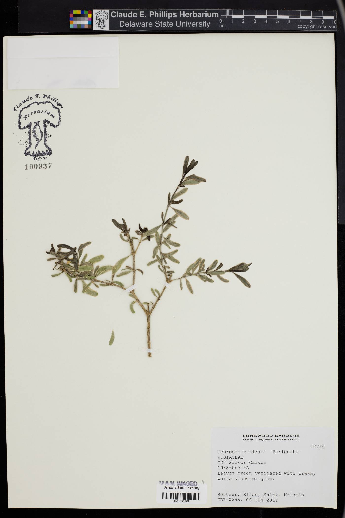 Coprosma x kirkii image