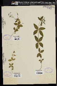 Galium circaezans image