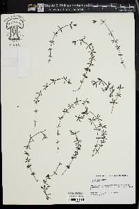 Galium obtusum image