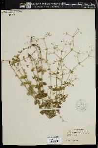 Galium pilosum image