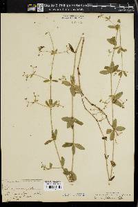 Galium pilosum image