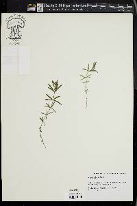 Galium uniflorum image