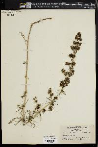 Galium verum image