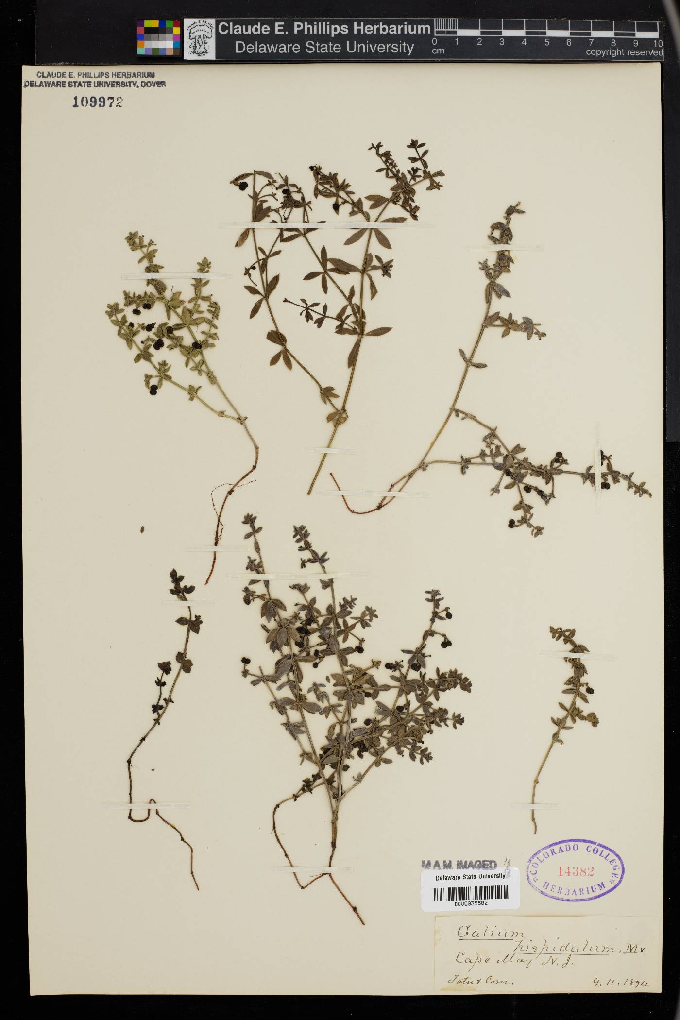 Galium hispidum image