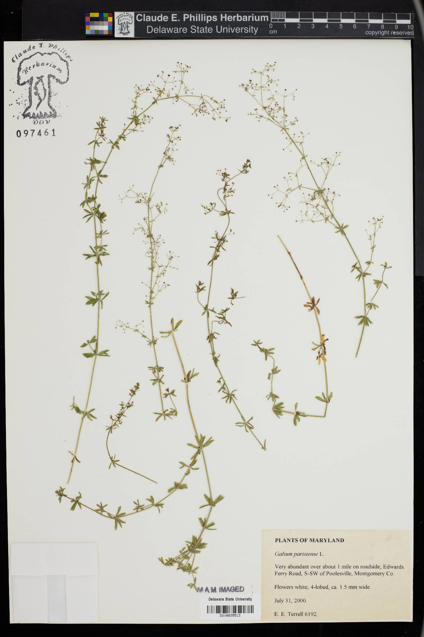 Galium parisiense image