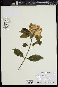 Image of Gardenia jasminoides