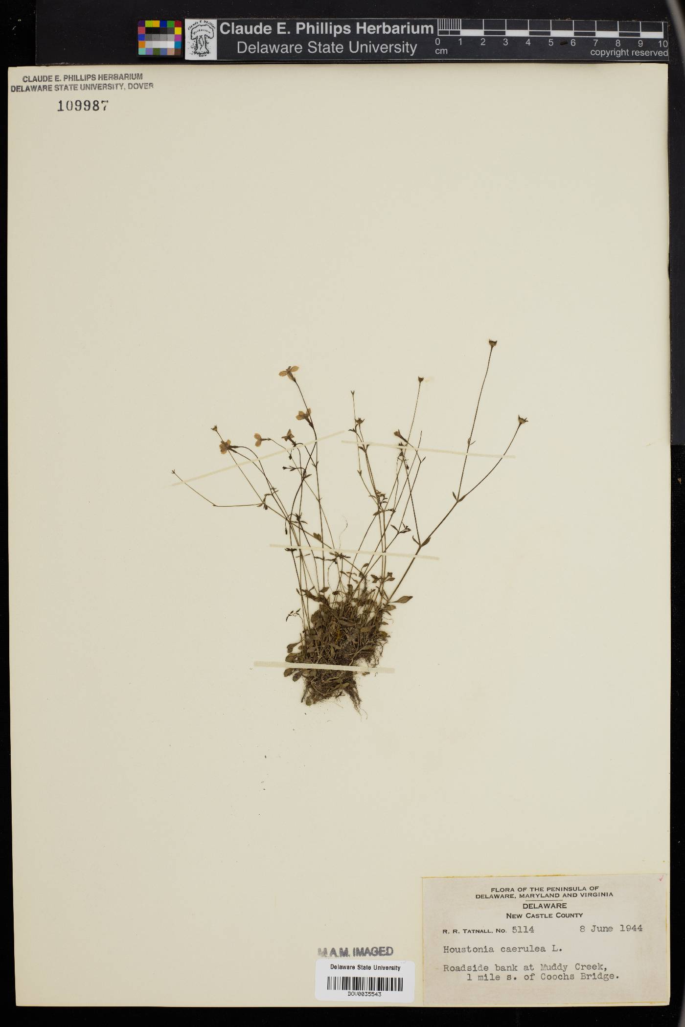Houstonia coerulea image