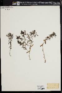 Houstonia purpurea image