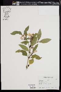 Mitriostigma axillare image