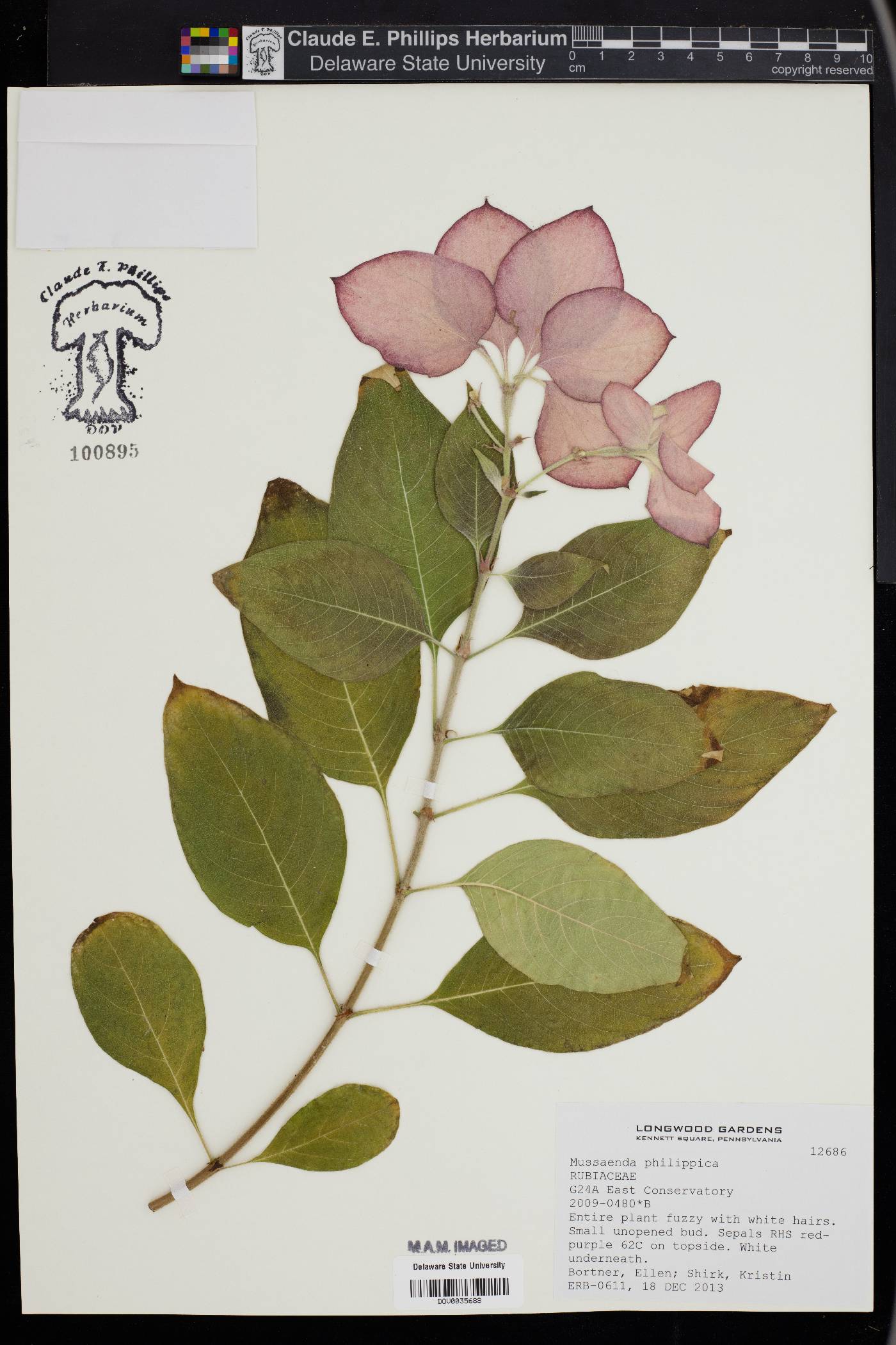 Mussaenda philippica image