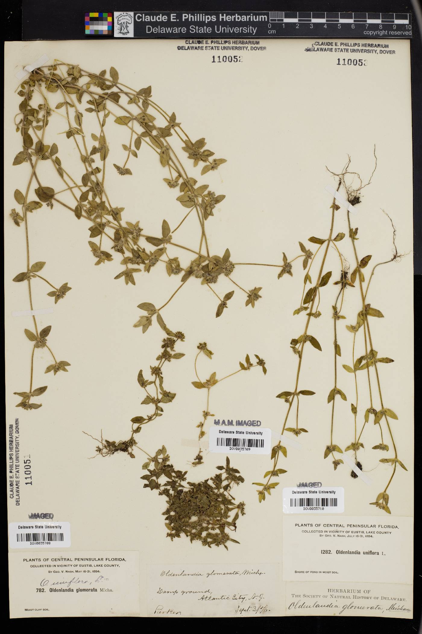 Oldenlandia glomerata image