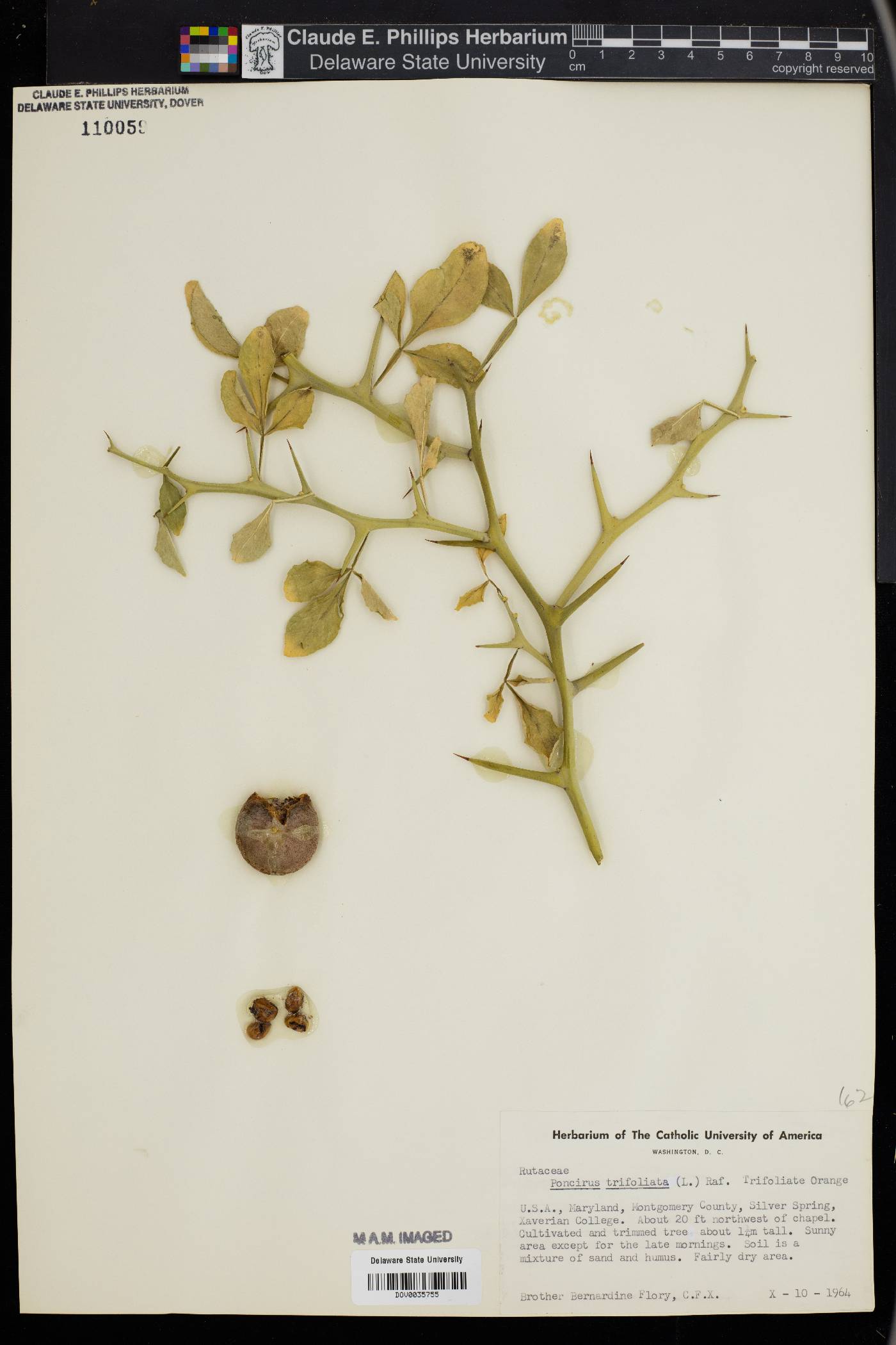 Poncirus trifoliata image