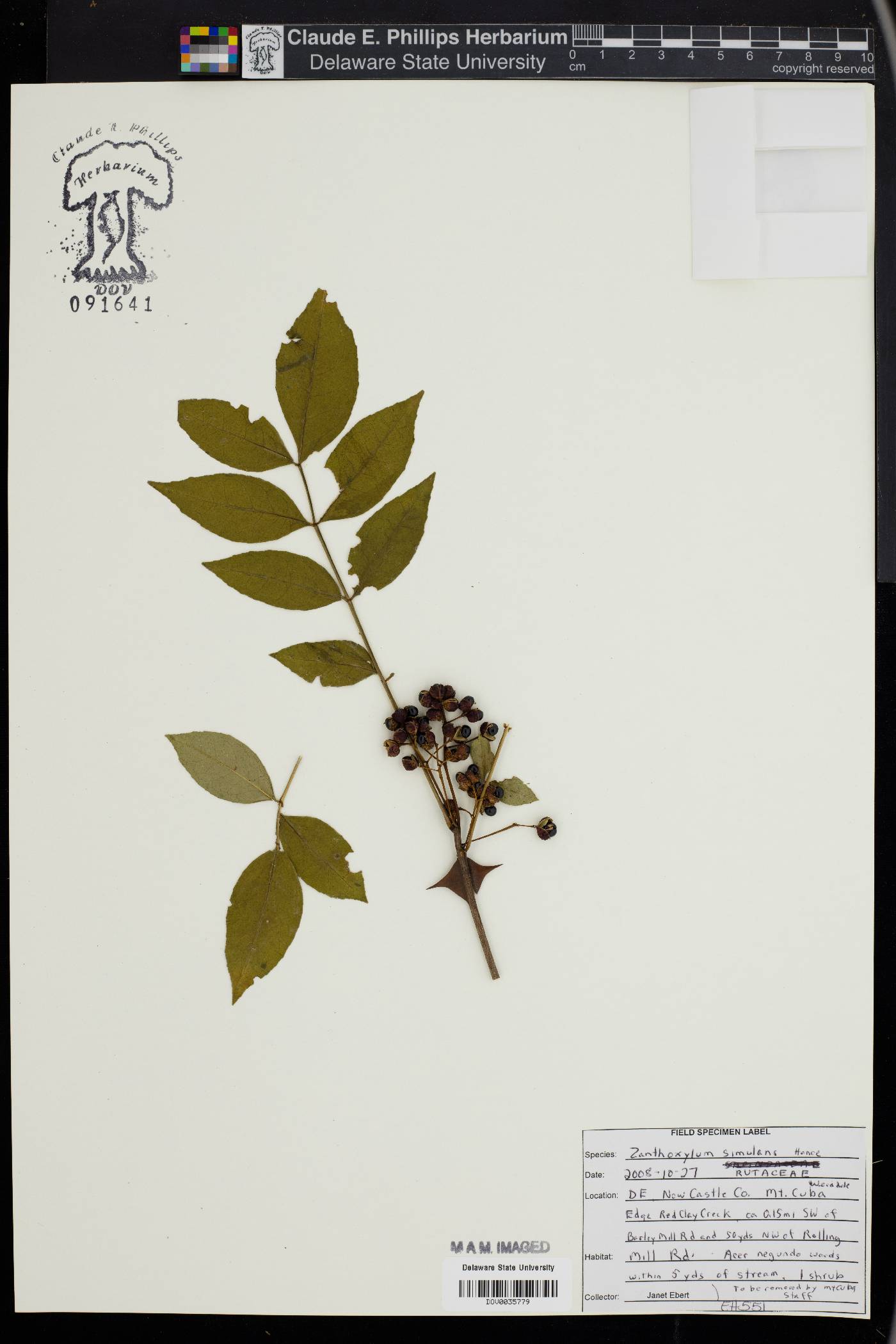 Zanthoxylum simulans image