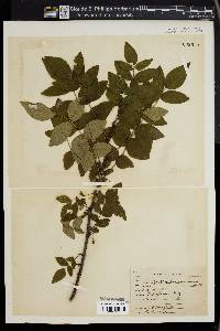 Zanthoxylum americanum image