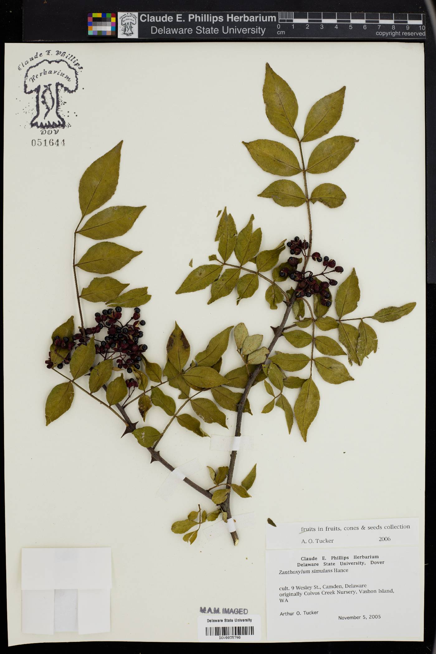 Zanthoxylum simulans image