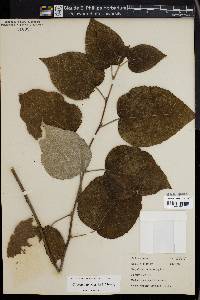 Populus heterophylla image