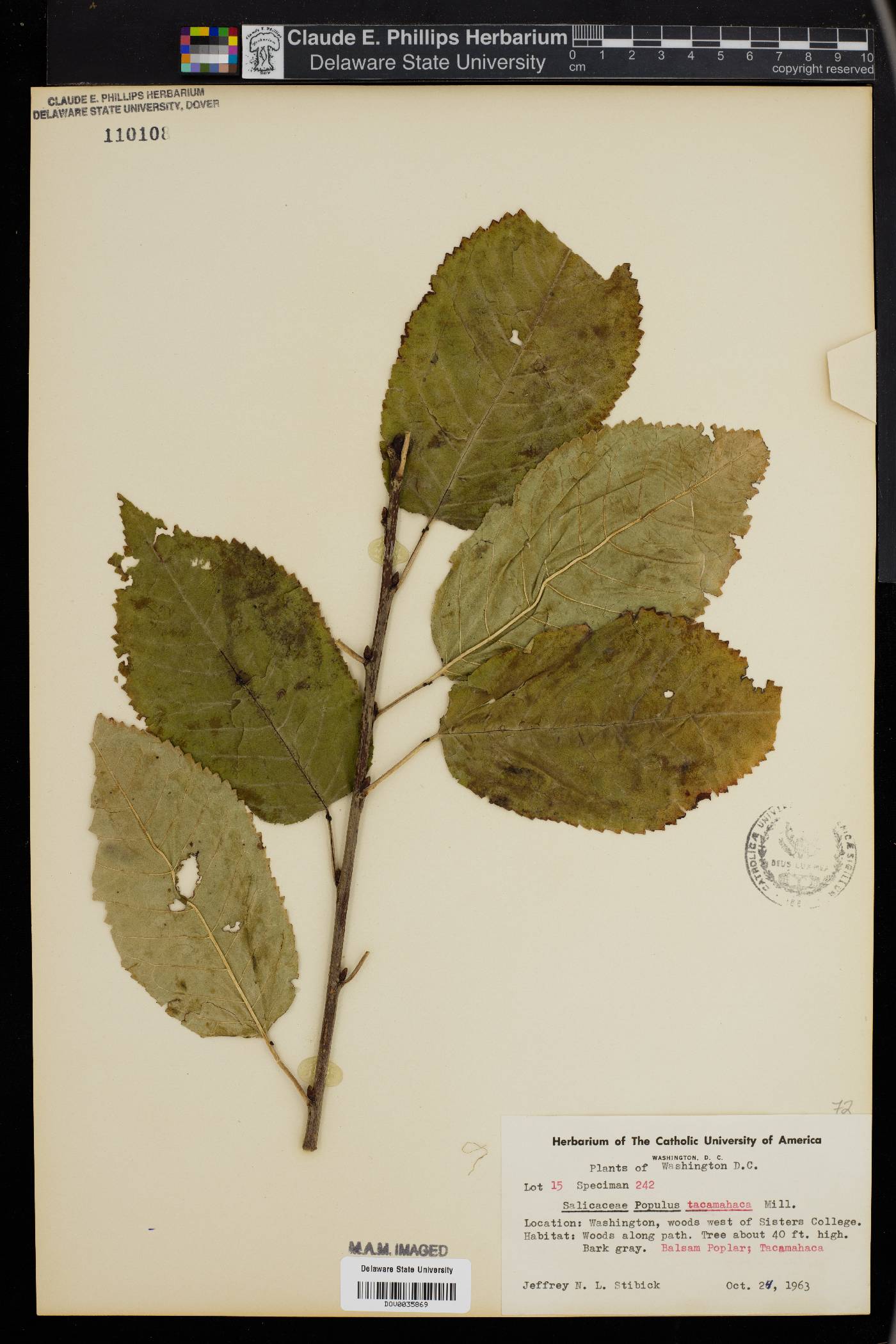 Populus tacamahaca image