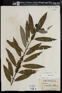 Salix sericea image