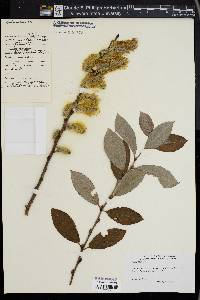 Salix caprea image