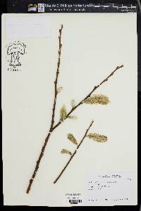 Image of Salix chaenomeloides