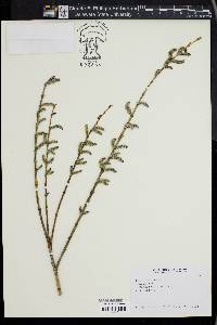 Image of Salix gilgiana
