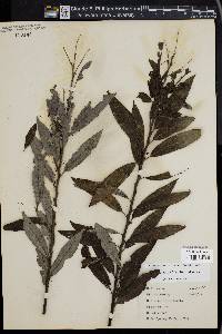 Salix sericea image