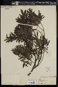 Salix tristis image