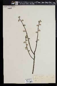 Salix tristis image