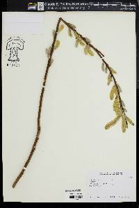Salix udensis image