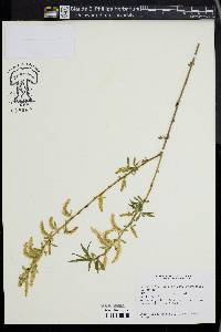 Salix x sepulcralis image