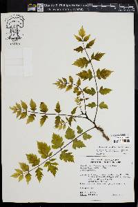 Koelreuteria paniculata image