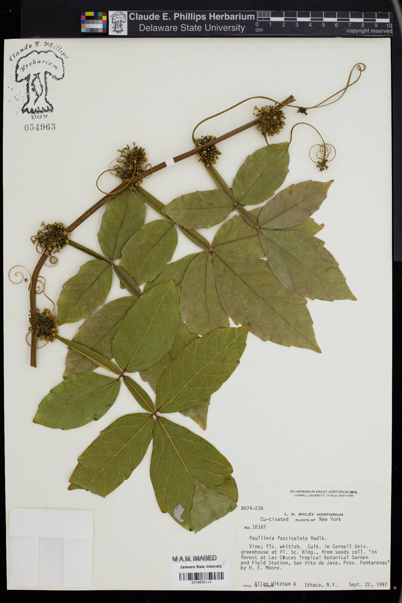 Paullinia fasciculata image