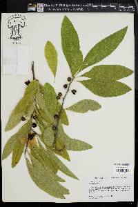 Sideroxylon lycioides image