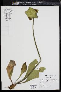 Sarracenia purpurea image