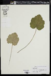 Heuchera americana image