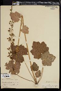 Heuchera americana image