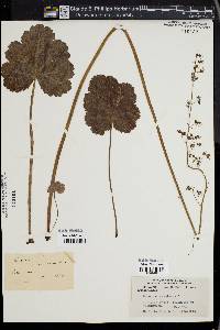 Heuchera americana image