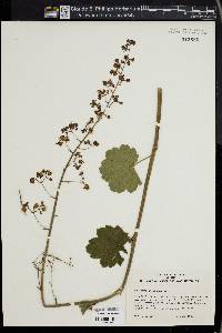 Heuchera americana image