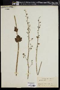 Heuchera americana image