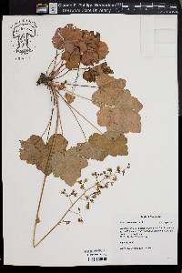 Heuchera americana image