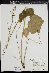 Heuchera americana image