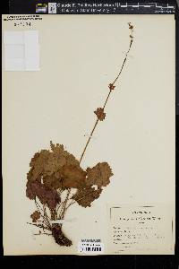 Heuchera americana image