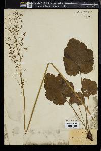 Heuchera americana image