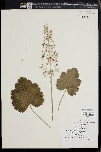 Heuchera americana image