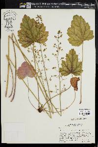 Heuchera americana image