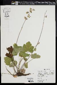 Heuchera pubescens image